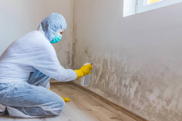 Licensed Basement Mold Remediation service in Tomball, TX - 24 Hour Mold Removal