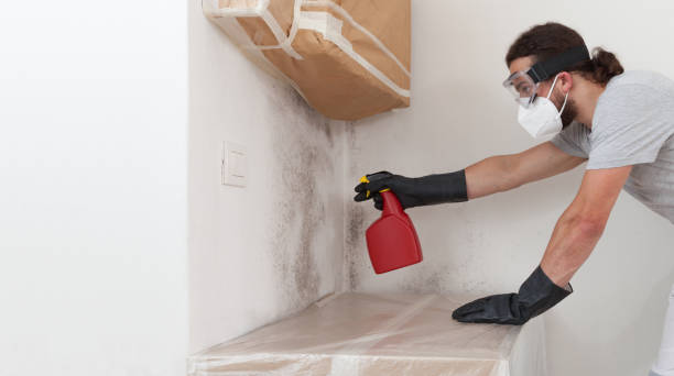 Professional Basement Mold Remediation technician working in Tomball, TX